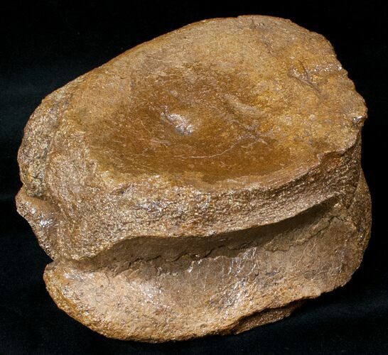 Large Edmontosaurus (Duck-Billed Dinosaur) Vertebra - Montana #13564